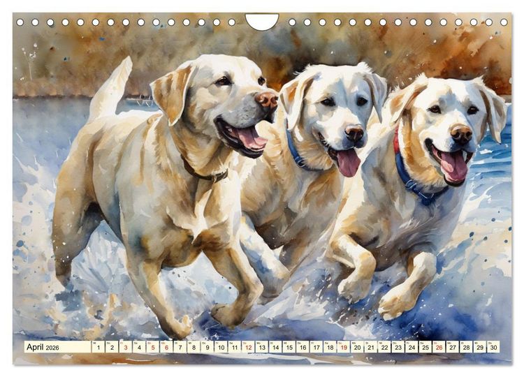 Produktbild: Voller Kraft und Energie - Labrador-Retriever (Wandkalender 2026 DIN A4 quer), CALVENDO Monatskalender