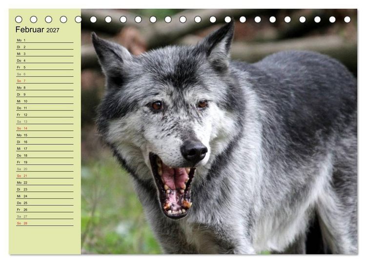 Produktbild: Im Rudel Zuhause - Der Wolf (Tischkalender 2027 DIN A5 quer), CALVENDO Monatskalender