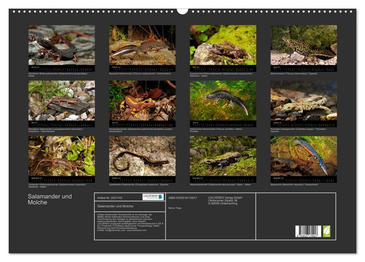 Produktbild: Salamander und Molche (Wandkalender 2026 DIN A2 quer), CALVENDO Monatskalender