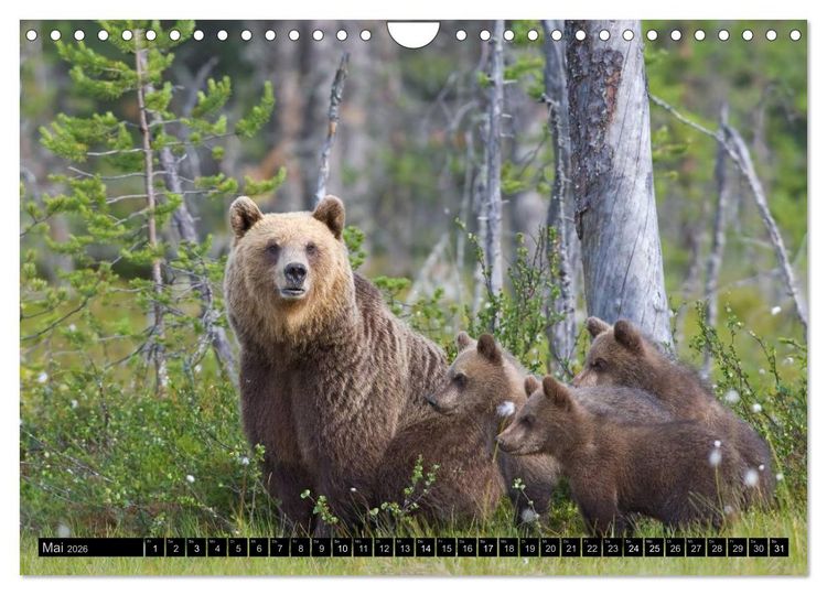 Produktbild: Magie des Augenblicks - Tierkinder - klein, aber wild (Wandkalender 2026 DIN A4 quer), CALVENDO Monatskalender