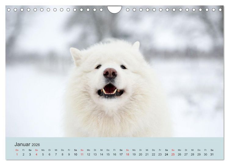 Produktbild: Samojeden - Liebenswerte Fellkugeln (Wandkalender 2026 DIN A4 quer), CALVENDO Monatskalender