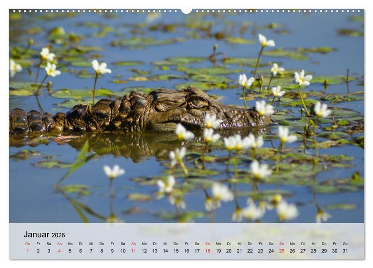 Produktbild: Gro&szlig;e Echsen. Krokodile und Alligatoren (hochwertiger Premium Wandkalender 2026 DIN A2 quer), Kunstdruck in Hochglanz
