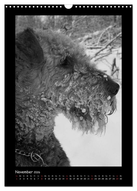 Produktbild: Der Airedale: Portraits eines "Dickkopfes" (Wandkalender 2026 DIN A3 hoch), CALVENDO Monatskalender