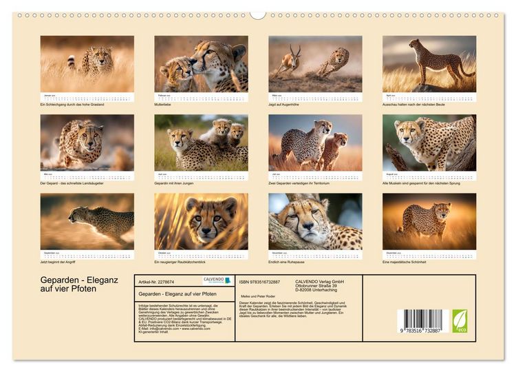 Produktbild: Geparden - Eleganz auf vier Pfoten (hochwertiger Premium Wandkalender 2026 DIN A2 quer), Kunstdruck in Hochglanz