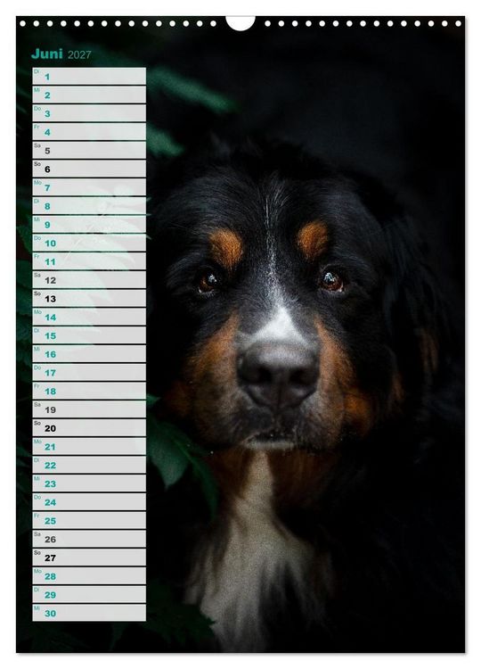 Produktbild: Berner Sennenhunde im Laufe der Jahreszeiten (Wandkalender 2027 DIN A3 hoch), CALVENDO Monatskalender