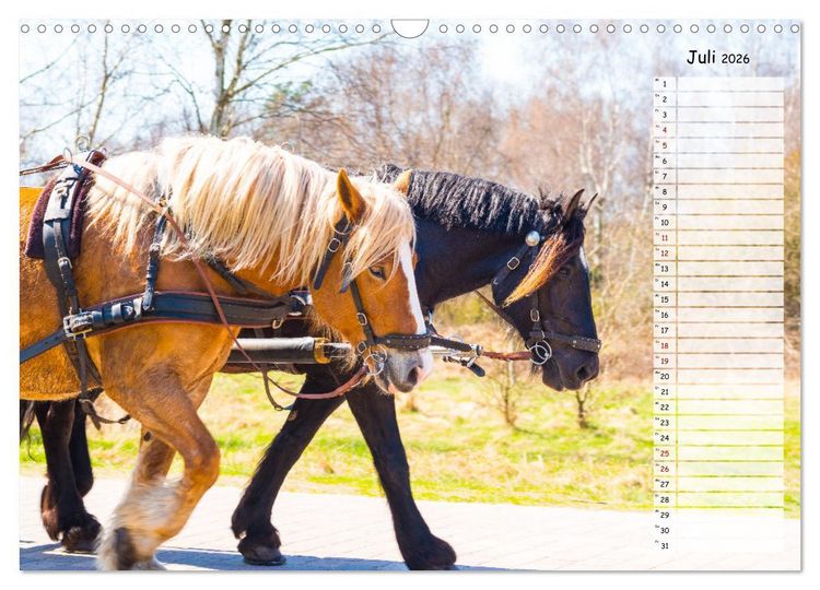 Produktbild: Geliebte Tiere auf dem Bauernhof (Wandkalender 2026 DIN A3 quer), CALVENDO Monatskalender