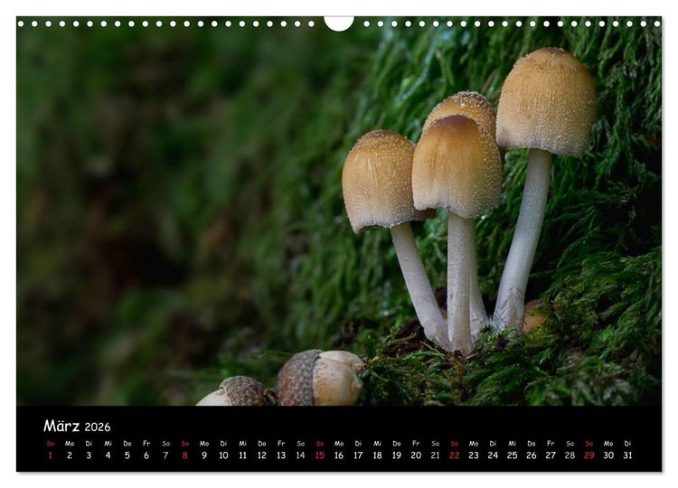 Produktbild: Pilzgalerie (Wandkalender 2026 DIN A3 quer), CALVENDO Monatskalender
