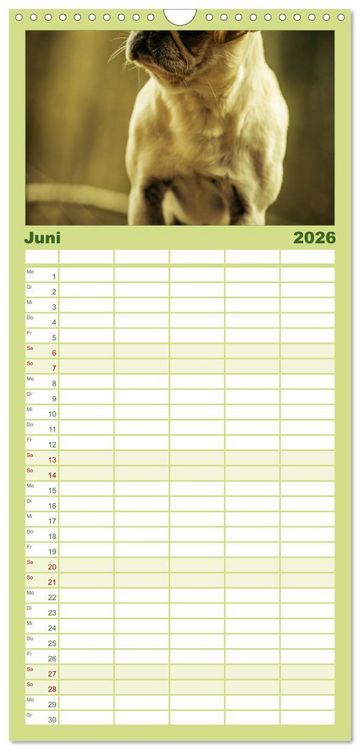 Produktbild: Familienplaner 2026 - M&ouml;pse mit 5 Spalten (Wandkalender, 21 x 45 cm) CALVENDO