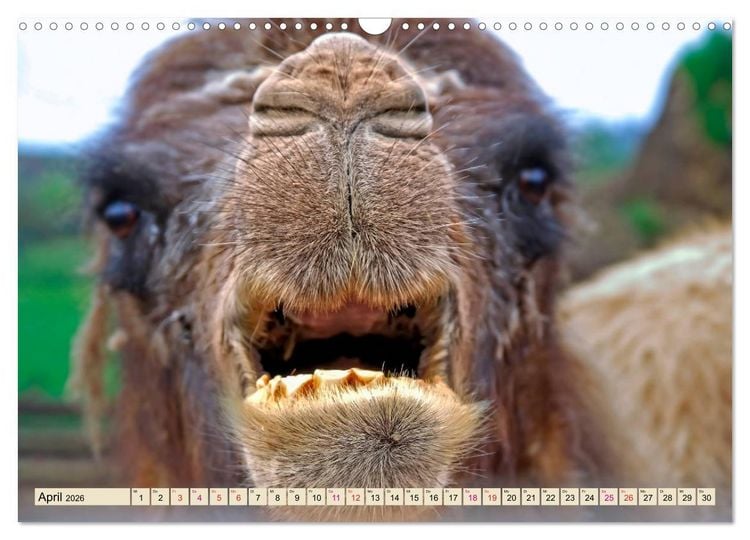 Produktbild: Kamel Gesichter (Wandkalender 2026 DIN A3 quer), CALVENDO Monatskalender