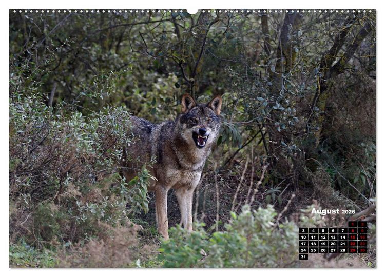 Produktbild: Willkommen Wolf (hochwertiger Premium Wandkalender 2026 DIN A2 quer), Kunstdruck in Hochglanz