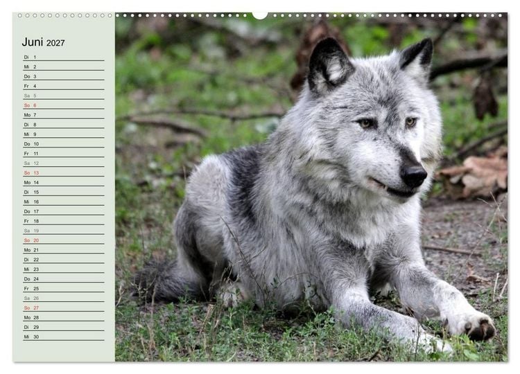 Produktbild: Im Rudel Zuhause - Der Wolf (hochwertiger Premium Wandkalender 2027 DIN A2 quer), Kunstdruck in Hochglanz