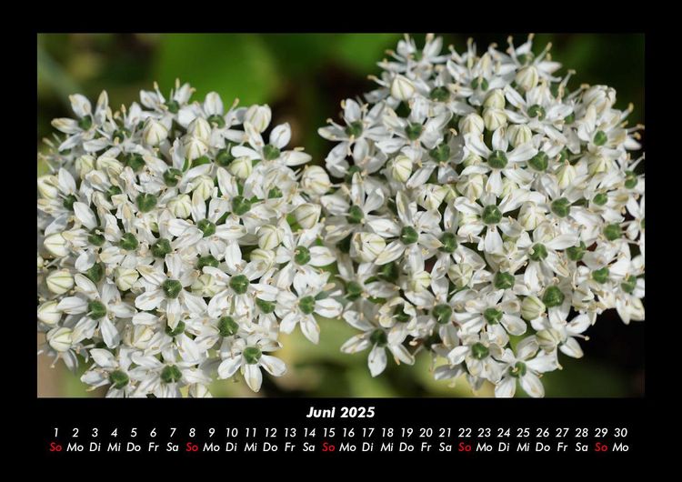Produktbild: Blumentraum 2025 Fotokalender DIN A3