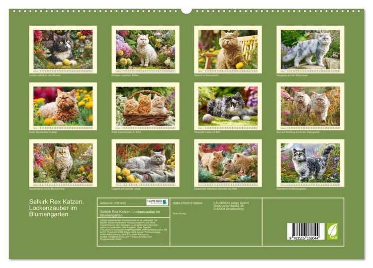 Produktbild: Selkirk Rex Katzen. Lockenzauber im Blumengarten (hochwertiger Premium Wandkalender 2026 DIN A2 quer), Kunstdruck in Hochglanz