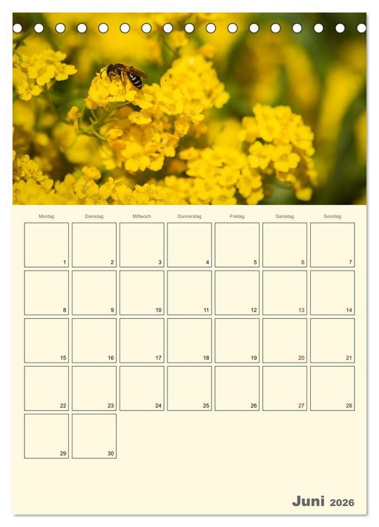 Produktbild: Bienen im Naturgarten (Tischkalender 2026 DIN A5 hoch), CALVENDO Monatskalender