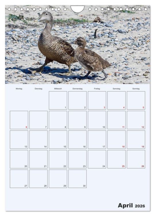 Produktbild: Wildes Leben auf Helgoland (Wandkalender 2026 DIN A4 hoch), CALVENDO Monatskalender