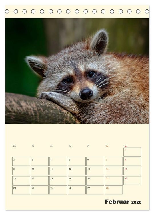 Produktbild: Drolliger Waschb&auml;r (Tischkalender 2026 DIN A5 hoch), CALVENDO Monatskalender
