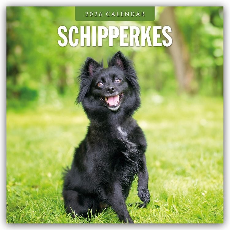 Produktbild: Schipperkes – Schipperke – Kleiner Schäferhund 2026 – 16-Monatskalender