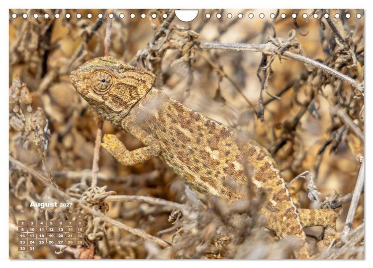 Produktbild: Cham&auml;leon: Die farbenfrohe Welt der Reptilien (Wandkalender 2027 DIN A4 quer), CALVENDO Monatskalender
