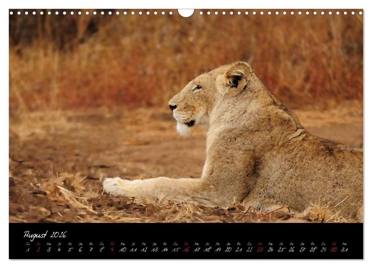 Produktbild: S&uuml;dafrika (Wandkalender 2026 DIN A3 quer), CALVENDO Monatskalender