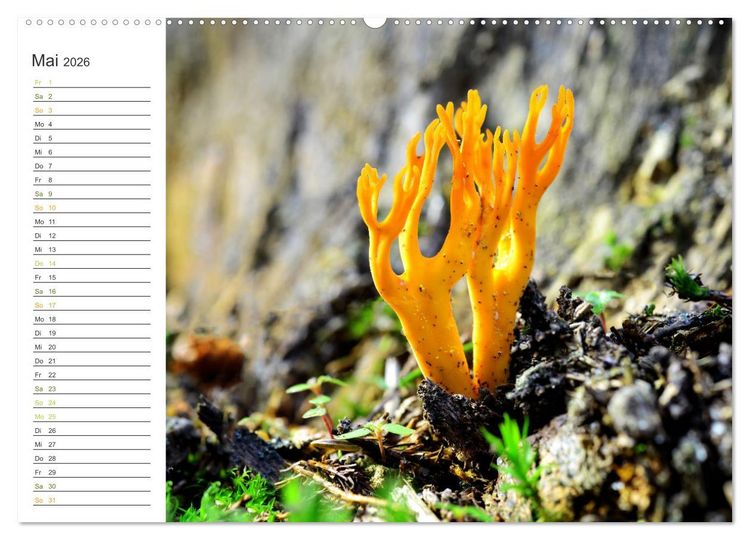 Produktbild: Schwammerl Egerlinge Pilze (Wandkalender 2026 DIN A2 quer), CALVENDO Monatskalender
