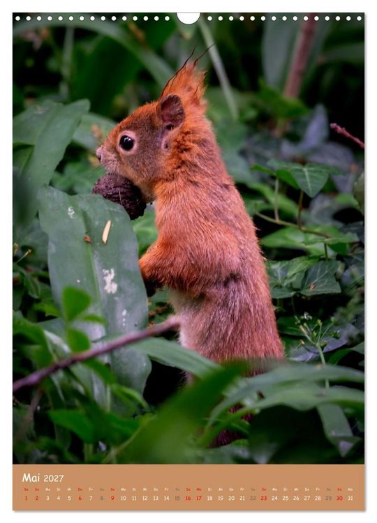 Produktbild: Unsere Eichh&ouml;rnchen - Naturmomente aus dem heimischen Garten (Wandkalender 2027 DIN A3 hoch), CALVENDO Monatskalender