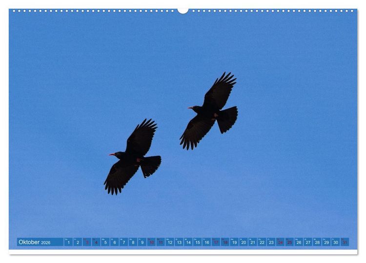 Produktbild: V&ouml;gel der Algarve (hochwertiger Premium Wandkalender 2026 DIN A2 quer), Kunstdruck in Hochglanz