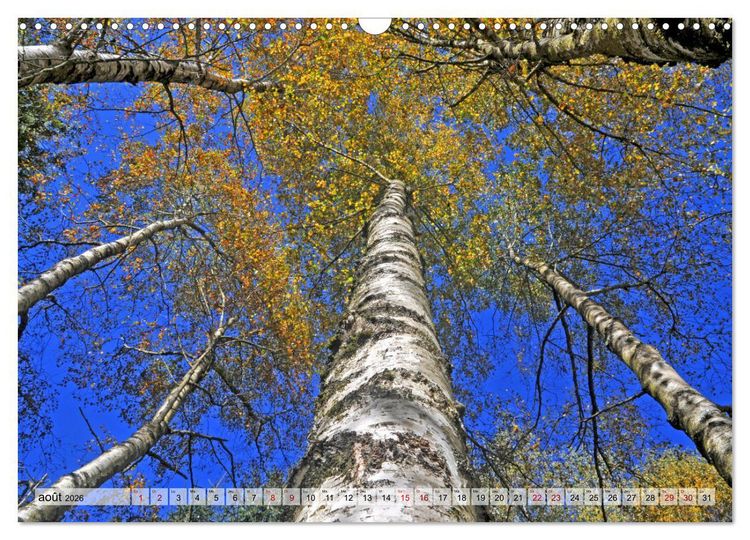 Produktbild: Au c&oelig;ur de la for&ecirc;t (Calendrier mural 2026 DIN A3 vertical), CALVENDO calendrier mensuel