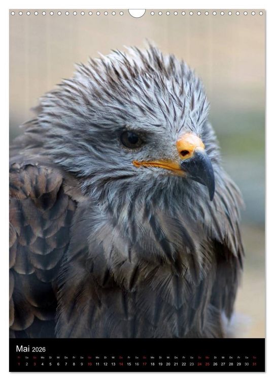 Produktbild: Scharfe Krallen, scharfe Augen, Greifv&ouml;gel und Eulen im Wildpark (Wandkalender 2026 DIN A3 hoch), CALVENDO Monatskalender