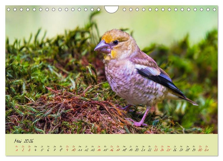 Produktbild: Brut- und Setzzeit. Neues Leben entsteht. (Wandkalender 2026 DIN A4 quer), CALVENDO Monatskalender