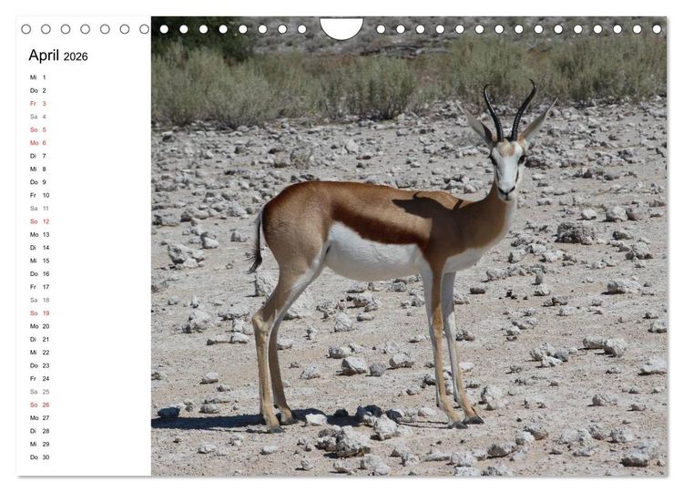 Produktbild: Namibia - Tierische Vielfalt (Planer) (Wandkalender 2026 DIN A4 quer), CALVENDO Monatskalender