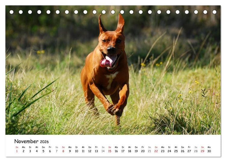 Produktbild: Rhodesian Ridgebacks in Aktion (Tischkalender 2026 DIN A5 quer), CALVENDO Monatskalender