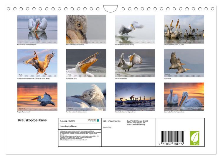 Produktbild: Krauskopfpelikane (Wandkalender 2026 DIN A4 quer), CALVENDO Monatskalender