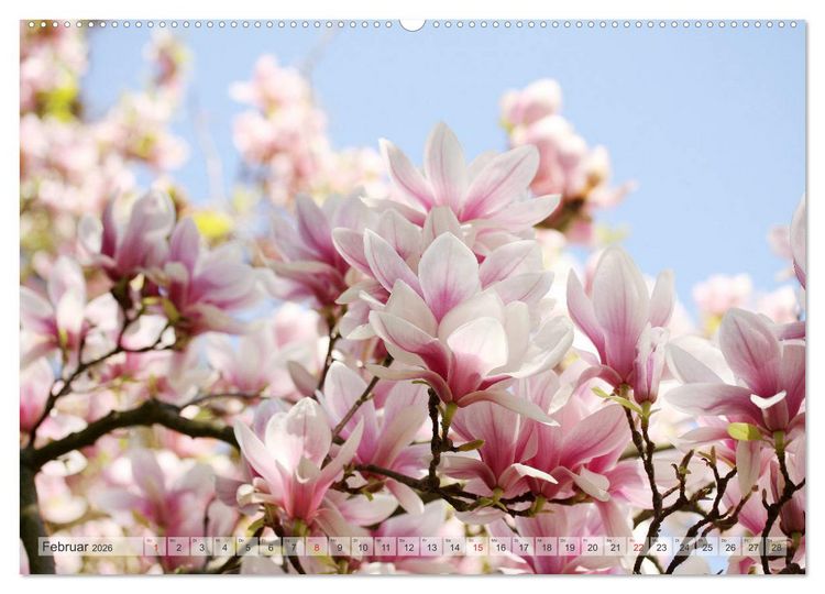 Produktbild: Magnolien Ein Bl&uuml;tenrausch (hochwertiger Premium Wandkalender 2026 DIN A2 quer), Kunstdruck in Hochglanz