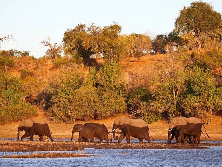 Produktbild: CALVENDO Puzzle Elefanten am Fluss, Afrika | 1000 Teile Lege-Gr&ouml;&szlig;e 64x48cm Foto-Puzzle f&uuml;r gl&uuml;ckliche Stunden