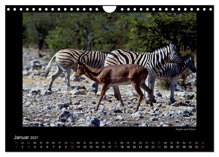 Produktbild: Wildtiere im Etosha Nationalpark (Wandkalender 2027 DIN A4 quer), CALVENDO Monatskalender