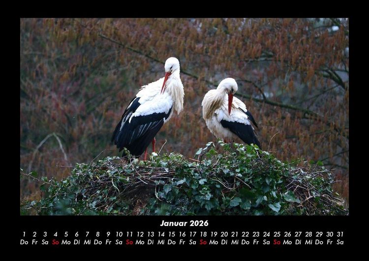 Produktbild: V&ouml;gel 2026 Fotokalender DIN A3