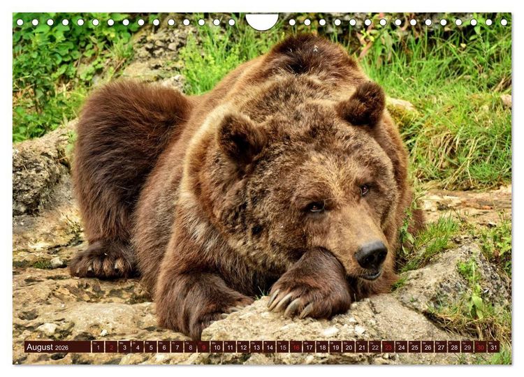 Produktbild: B&auml;ren. Kraftpakete auf leisen Sohlen (Wandkalender 2026 DIN A4 quer), CALVENDO Monatskalender