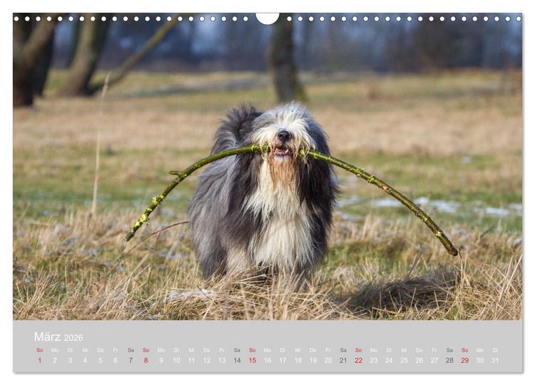 Produktbild: BEARDED COLLIES 2026 (Wandkalender 2026 DIN A3 quer), CALVENDO Monatskalender