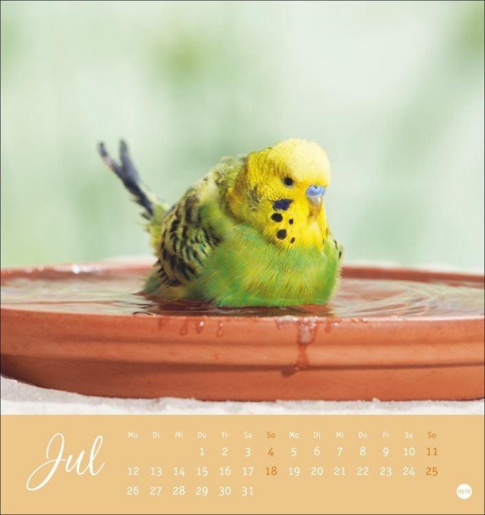 Produktbild: Freche Wellensittiche Postkartenkalender 2027