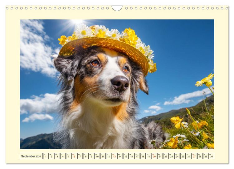 Produktbild: Australian Shepherd. Wanderfreude auf Pfoten im Bergsommer (Wandkalender 2026 DIN A3 quer), CALVENDO Monatskalender