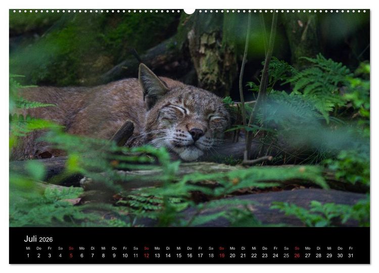 Produktbild: Der Luchs (Wandkalender 2026 DIN A2 quer), CALVENDO Monatskalender