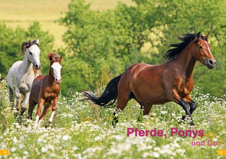 Produktbild: WAS IST WAS Erstes Lesen Band 7. Pferde und Ponys