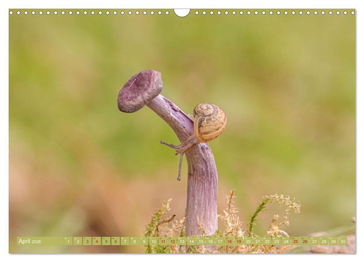 Produktbild: Wundersame Pilzwelten (Wandkalender 2026 DIN A3 quer), CALVENDO Monatskalender