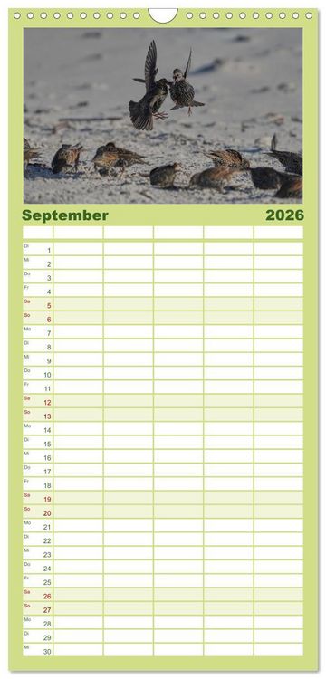 Produktbild: Familienplaner 2026 - Wilde Vogelwelt Helgoland mit 5 Spalten (Wandkalender, 21 x 45 cm) CALVENDO
