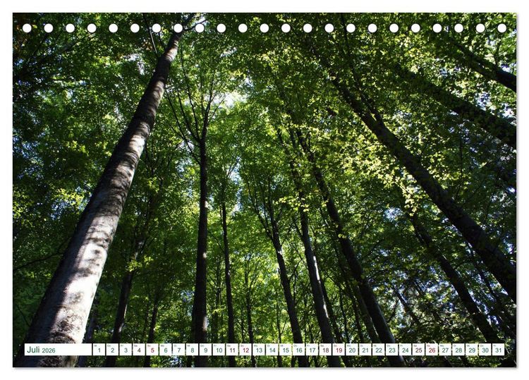 Produktbild: GR&Uuml;N . Die Kraft der Natur (Tischkalender 2026 DIN A5 quer), CALVENDO Monatskalender