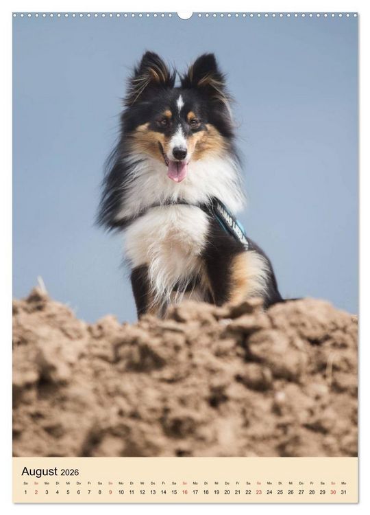 Produktbild: Mit Shelties durchs Jahr (hochwertiger Premium Wandkalender 2026 DIN A2 hoch), Kunstdruck in Hochglanz