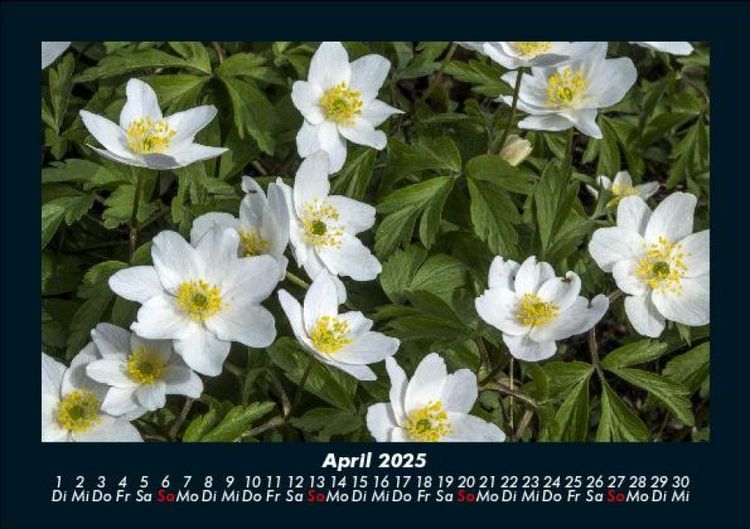 Produktbild: Blumenzauber 2025 Fotokalender DIN A5