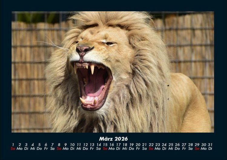 Produktbild: L&ouml;wen in der Wildnis 2026 Fotokalender DIN A4
