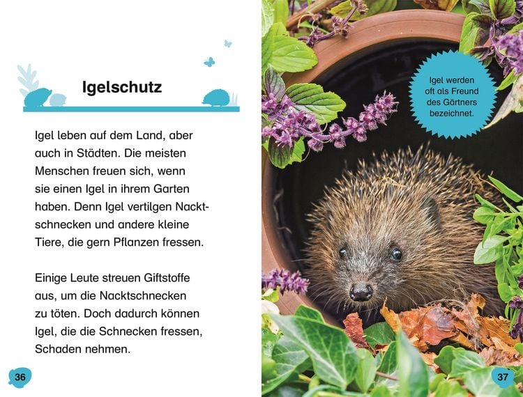 Produktbild: Superleser! Hallo, Igel!