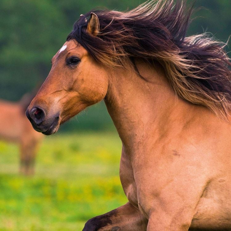 Produktbild: Magic Horses 2027